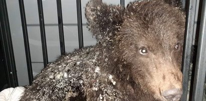 W Przemyślu uśpili małego niedźwiadka. Wszystko przez kleszcze