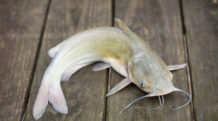 A harcsa az egyik legnépszerűbb hal Magyarországon. Húsa rendkívül ízletes, zsírban gazdag, szálkamentes/Fotó: Shutterstock