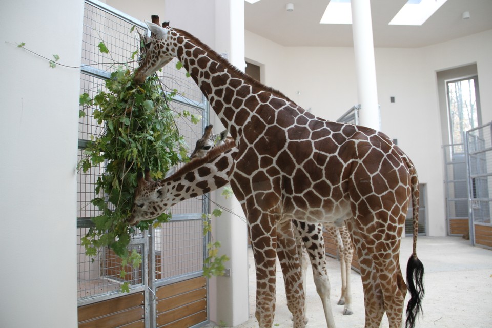 Malman, Denar i Malik - żyrafy z krakowskiego zoo