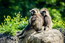 Burza wokół niemieckiego zoo. Protesty po uśmierceniu zdrowych zwierząt