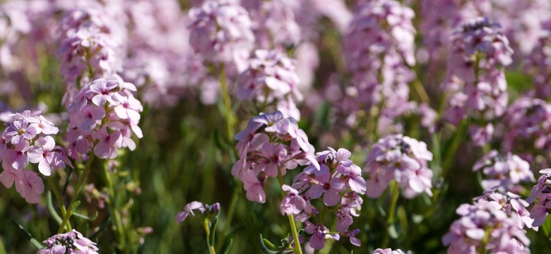 Ten kwiat urośnie nawet na nieurodzajnej glebie i żwirze. Zobacz galerię zdjęć