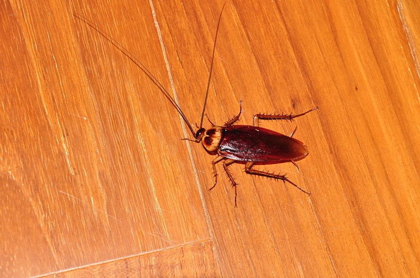 Za podsećanje: Bubašvaba