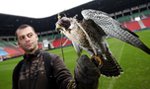 Ten ptak pracuje na stadionie!