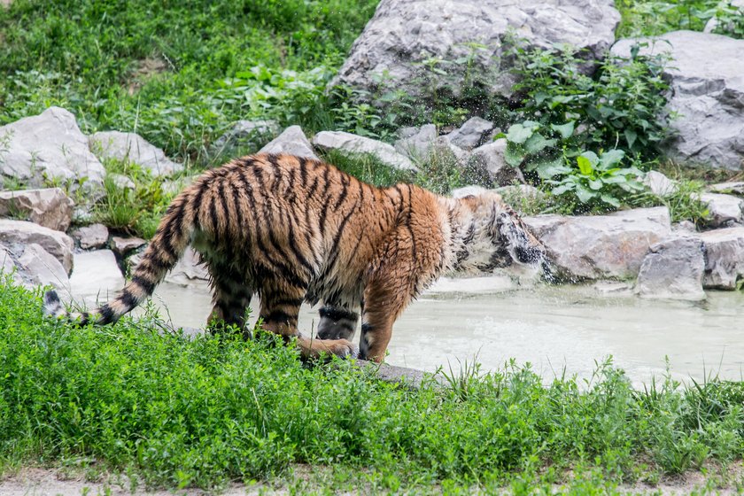 Odwiedź krakowskie zoo