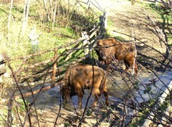 Bądą chronić żubra. Za grube miliony