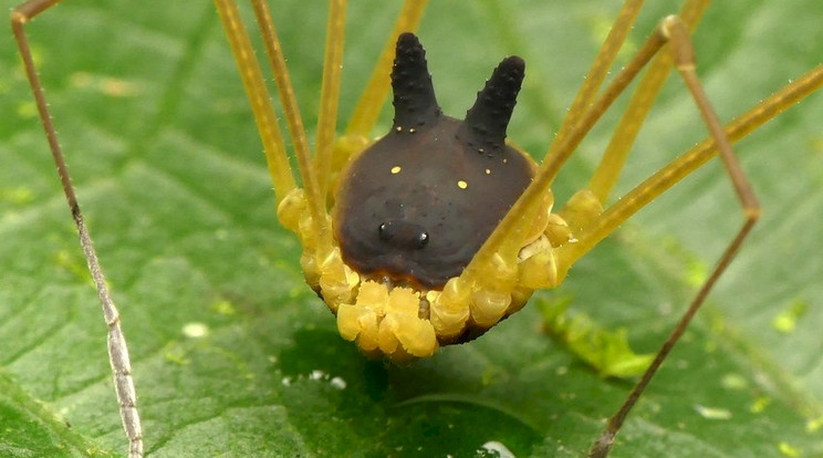Ez a kutyafejű pók a venezuelai dzsungelben él/ Fotó: Youtube