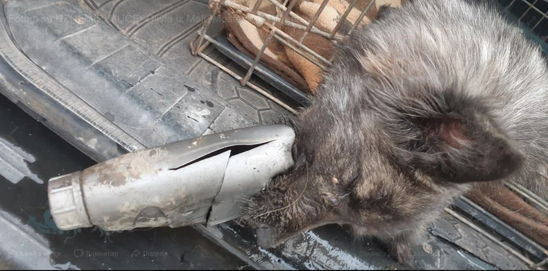 Pas je mesecima imao zaglavljenu flašu u ustima