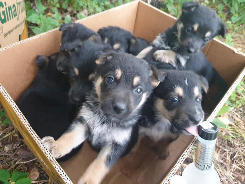 W środku lasu grzybiarze znaleźli karton. Zaniemówili, kiedy zobaczyli, co jest w środku