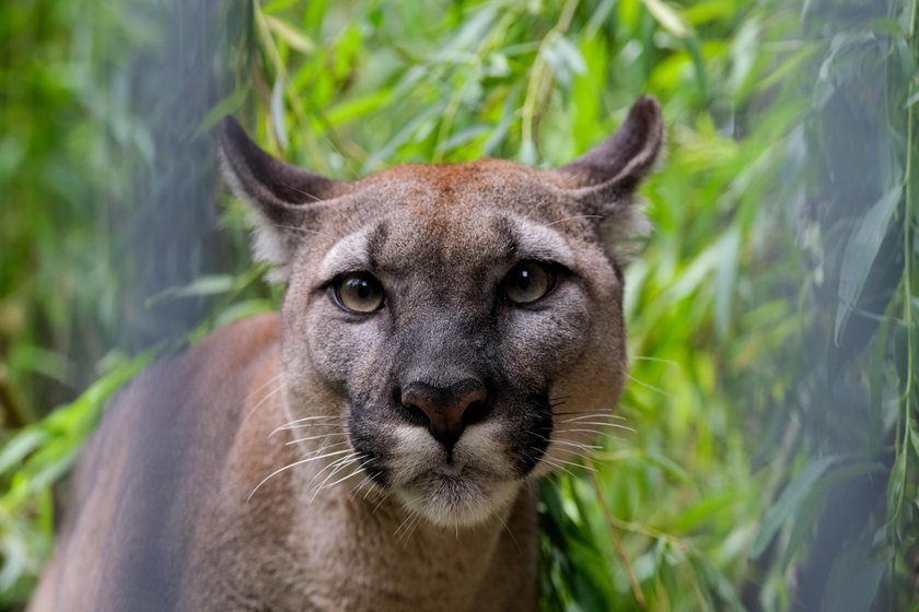 Nubia w śląskim ZOO