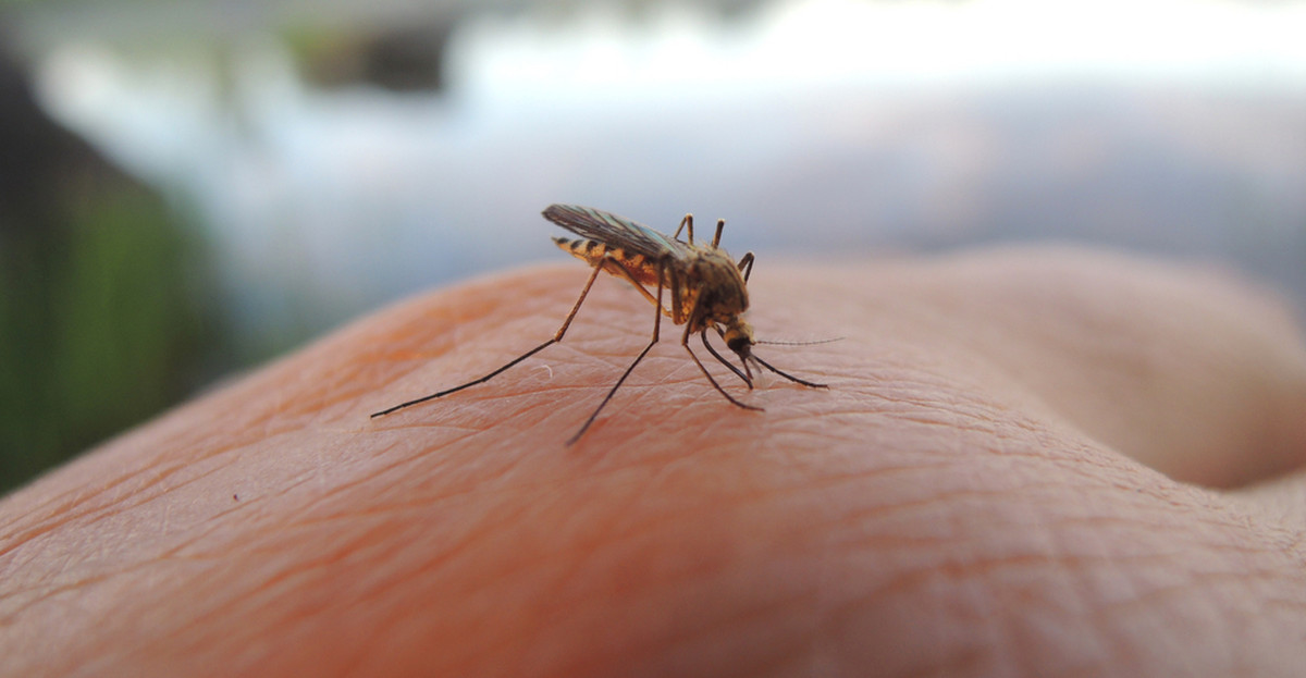 Komary przyciąga grupa krwi?