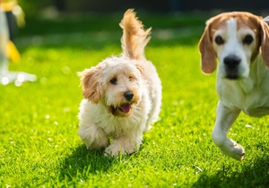 Veterinar otkrio 3 najvažnija saveta za vlasnike pasa