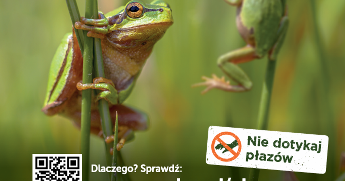 Skumaj to! Wrocław wyjaśnia, dlaczego należy chronić płazy
