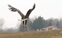 Okrucieństwo czy nieszczęśliwy wypadek? 13 martwych ptaków, wśród nich orzeł bielik [WIDEO]