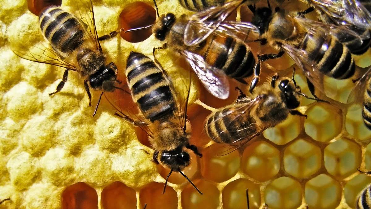 Nocą z soboty na niedzielę (z 4 na 5 października) w pasiekach w Przyczynie Dolnej padła populacja ok. 5 mln pszczół. Na razie nie wiadomo, jaka była tego przyczyna.