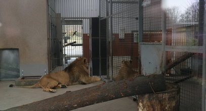 Makabra w zoo. Pracownik znalazł kolegę w kałuży krwi. Prawda okazała się przerażająca