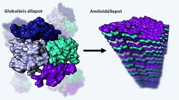 Egy fehérje bioaktív globuláris, valamint amiloiddá rendeződött formája