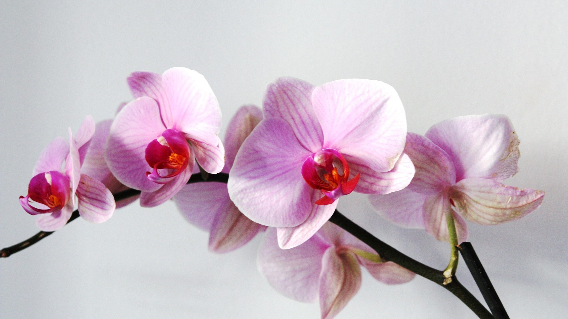 Orchideám najviac vyhovuje rozptýlené svetlo namiesto priameho letného slnka.