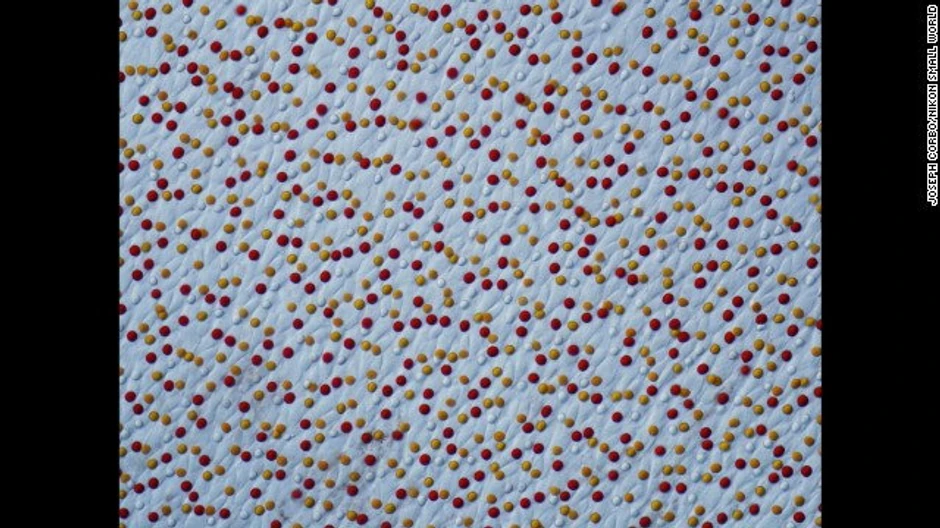 Džozef Korbo - Chrysemys picta (obojena kornjača), mrežnjača