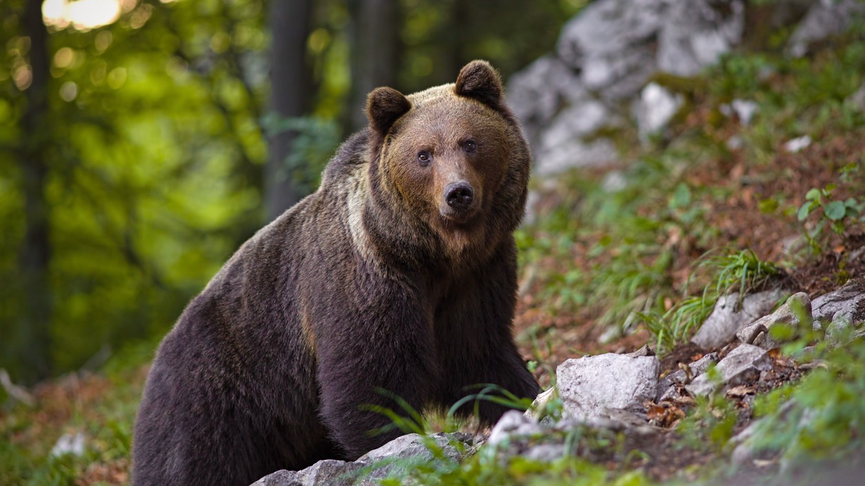 Obec Zlatá Idka upozorňuje na výskyt medveďa v okolí vrátane turistickej trasy. (ilustračné foto)