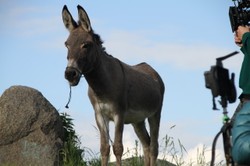 "IO" Jerzego Skolimowskiego polskim kandydatem do Oscara. Zobacz zwiastun filmu