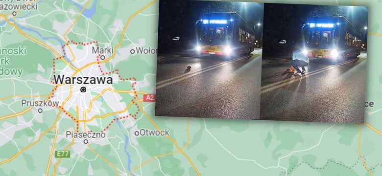 Mały jeż wyszedł na środek drogi. Uratował go kierowca autobusu [WIDEO]