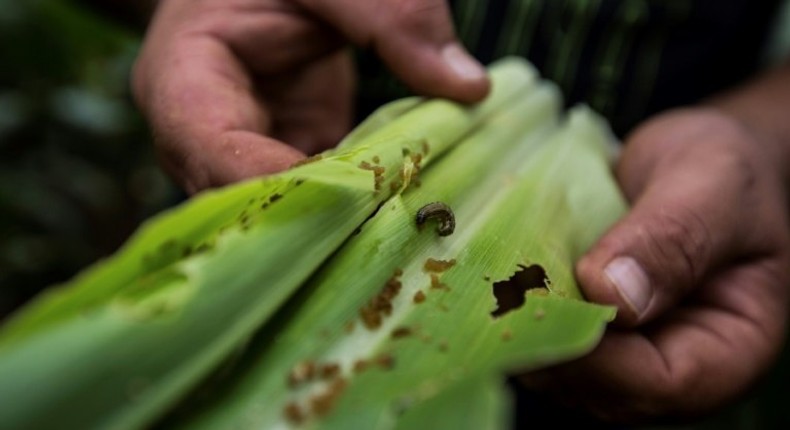 A 'huge threat to food security', fall armyworm has made its way to Rwanda