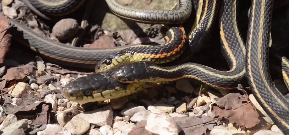 Once the males are lured by a female's pheromones, several try to court one female by rubbing their chins along her back. This is called a "mating ball."