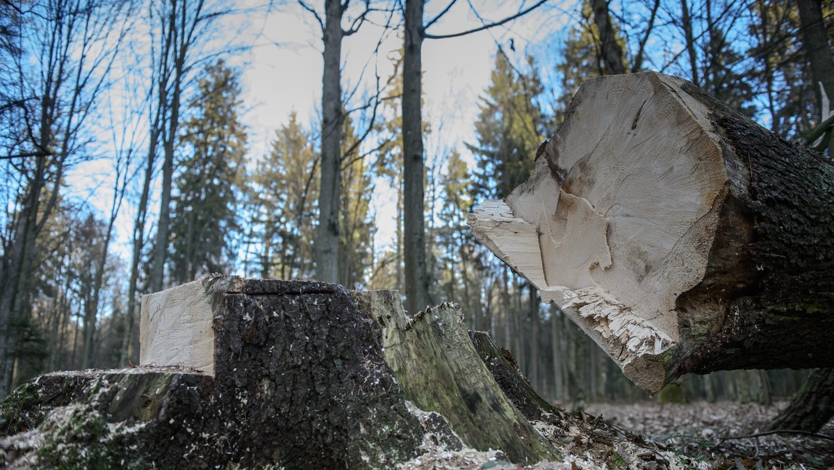 Puszcza Białowieska