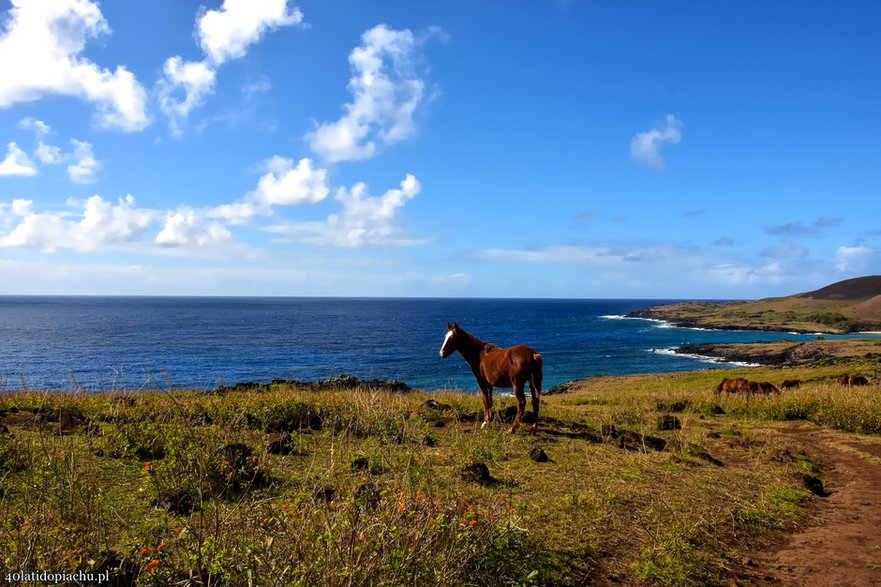 Dzikie konie na Rapa Nui / Wyspie Wielkanocnej