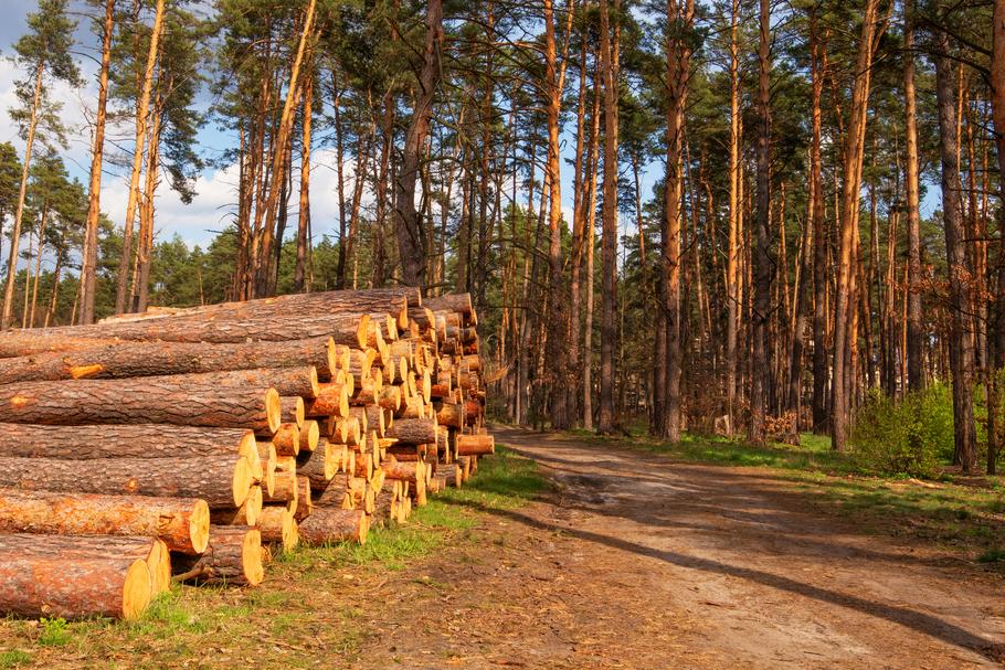 „Lasy Państwowe to firma hierarchicznie zarządzana, zatrudniająca około 26 tysięcy osób”. Pracownicy tej instytucji są „zaniepokojeni, a wręcz przerażeni ilością eksportowanego drewna, nieprzerobionego, z naszego kraju”.