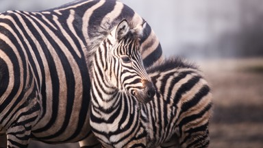 We wrocławskim zoo urodziła się zebra. To zagrożony gatunek