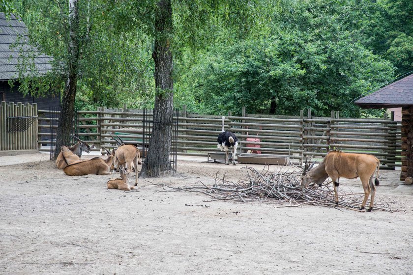 Odwiedź krakowskie zoo