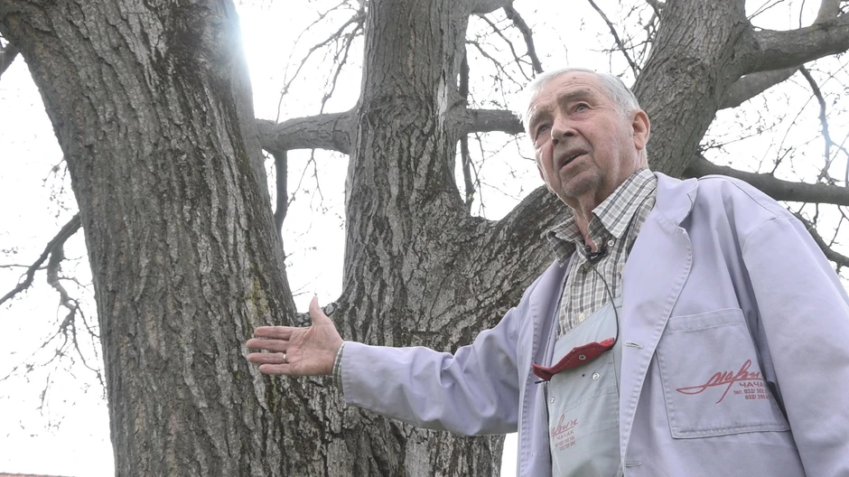 Najveći orah na Balkanu raste u Ljubić polju