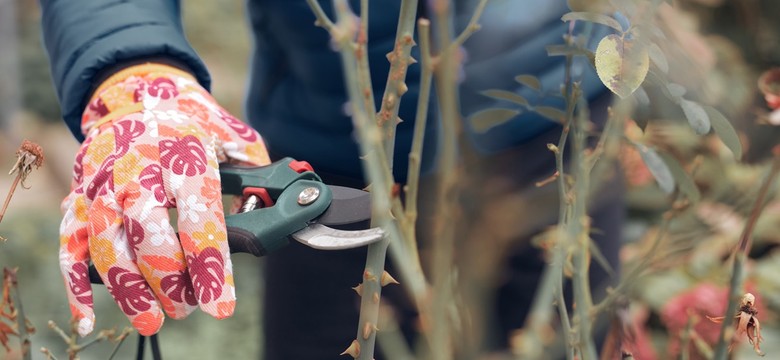 Czy róże przycina się jesienią? Najlepszy termin cięcia róż