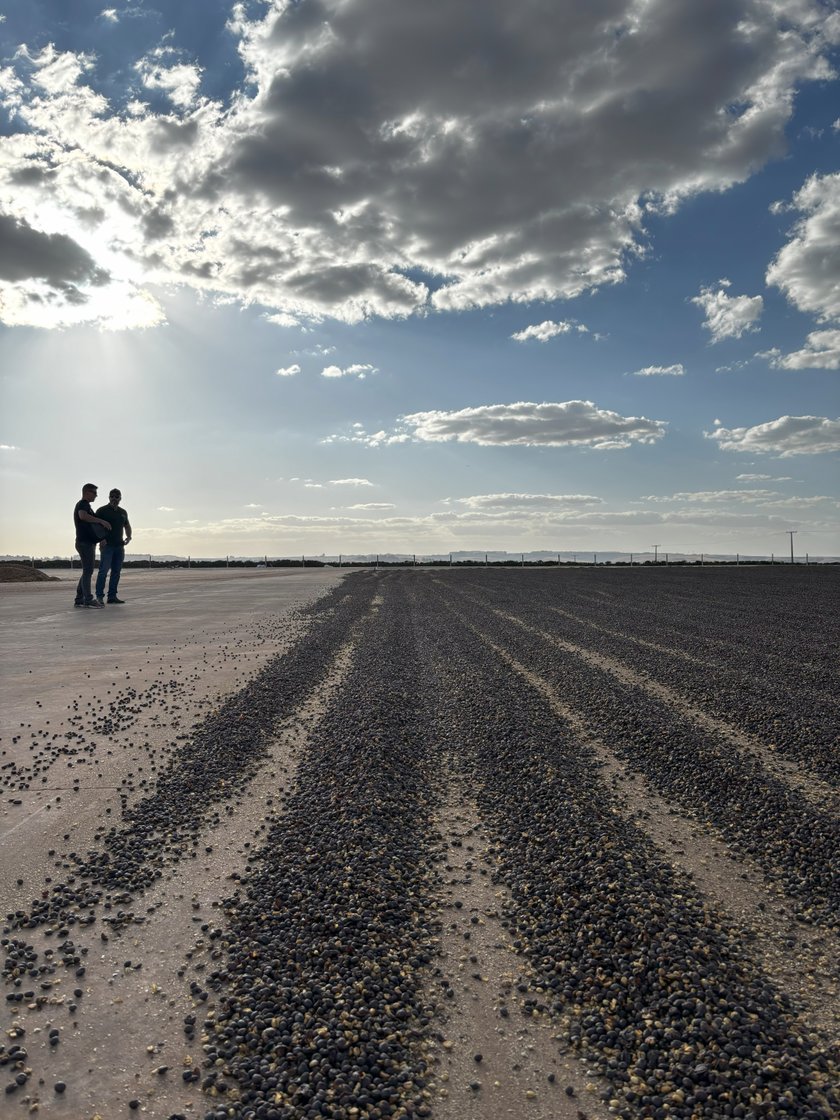 Wyglądają jak kamyczki, ale to ziarna kawy.