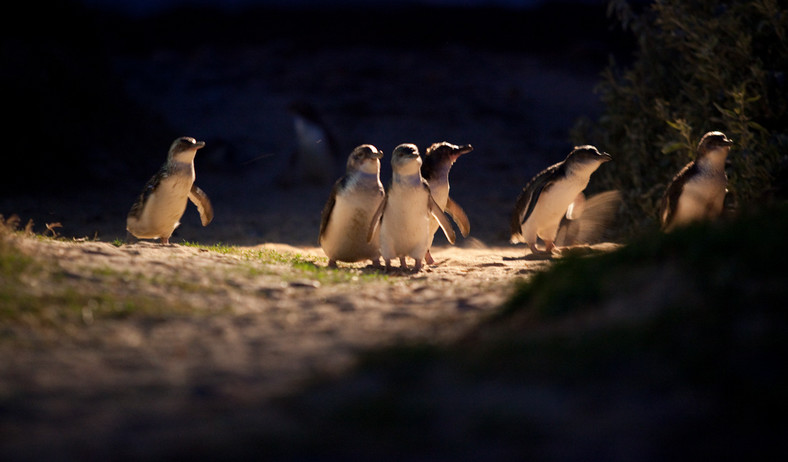 "Parada pingwinów"