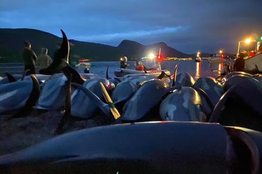 Rzeź delfinów na Wyspach Owczych