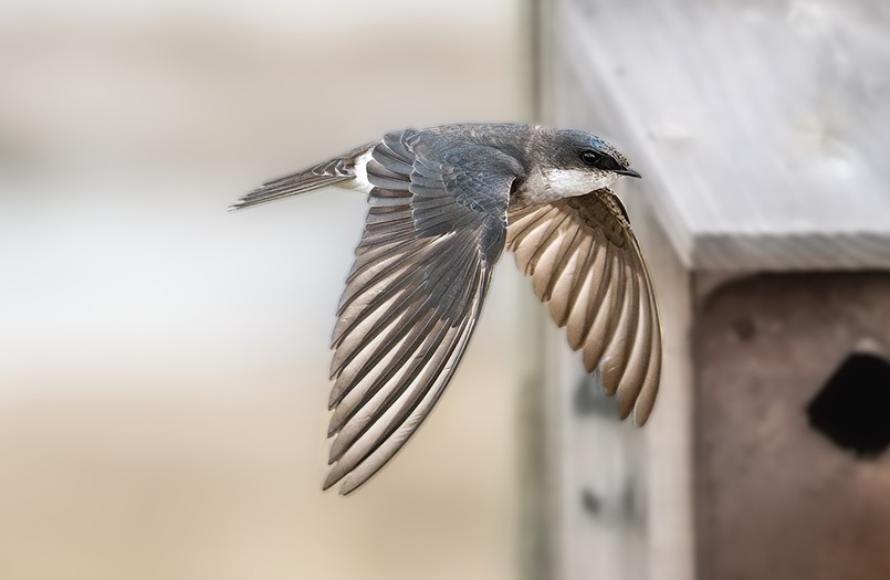 Jerzyk - ptak na komary.