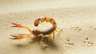 Plaga jadowitych skorpionów w Egipcie. Zabiły już trzy osoby