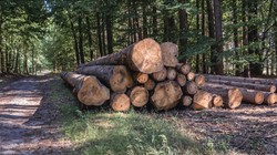 Lasy Państwowe chcą mieć własne sklepy. A także bistra i hotele