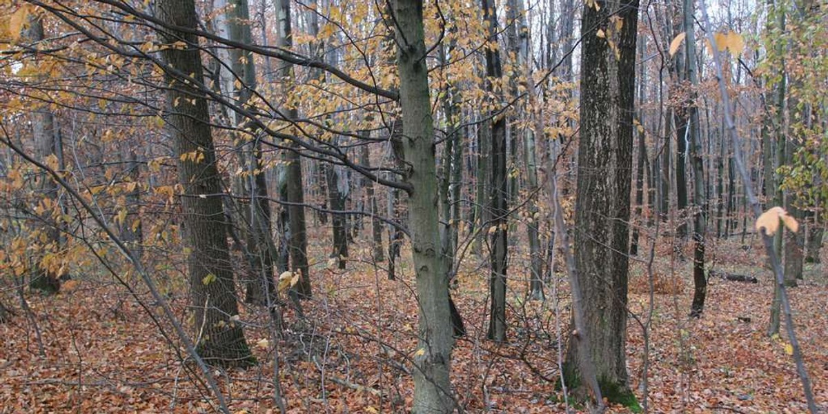 Nauczyciel zamordował ukochaną?