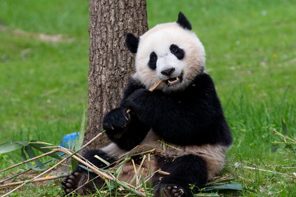 FedEx wysyła 3 gigantyczne pandy do Chin. 19-godzinny lot, setki kilogramów bambusa i ciastek