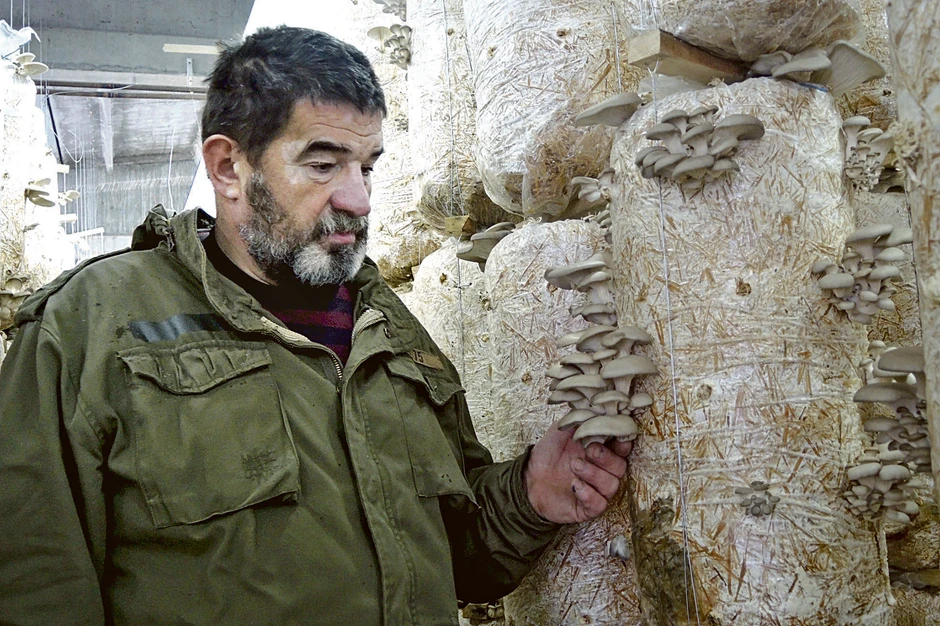 Blagoje Radišić gaji bukovače u zlatiborskom selu Tripkova, a one uspevaju i u podrumima, šupama, garažama...