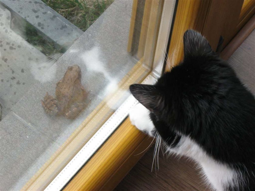 Ale miłość! Kot pokochał żabę!