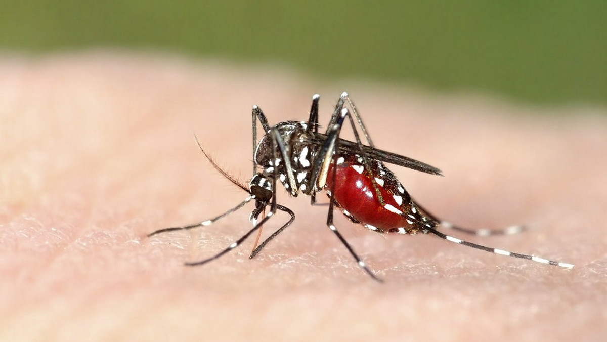 Azjatycki komar tygrysi jest wyjątkowo agresywny i może przenosić wiele niebezpiecznych, tropikalnych chorób, a na dodatek w Europie jest gatunkiem inwazyjnym. Czy powinniśmy się obawiać komara tygrysiego?