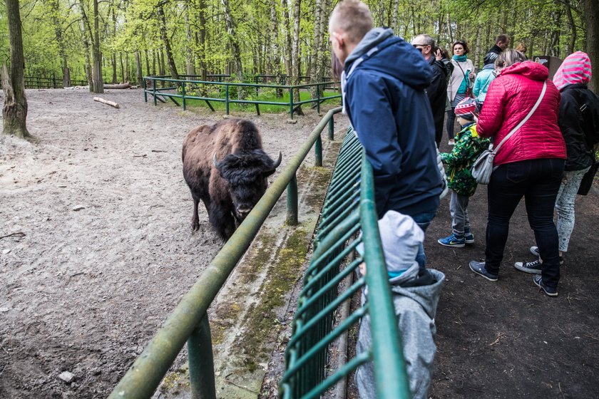 Poznańskie zoo zbiera pieniądze na budowę azylu dla zwierząt uratowanych z cyrku i nielegalnych hodowli