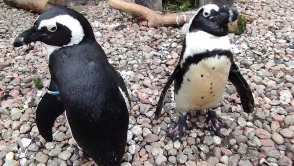 Wrocław. Jednopłciowa para pingwinów robi furorę w ogrodzie zoologicznym