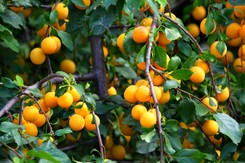 Kiedyś były bardzo popularne, dziś są zapomniane. Pomagają spalić tłuszcz z brzucha