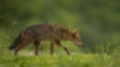 W Warszawie pojawiło się rzadkie zwierzę. Dwa razy widziano szakala złocistego