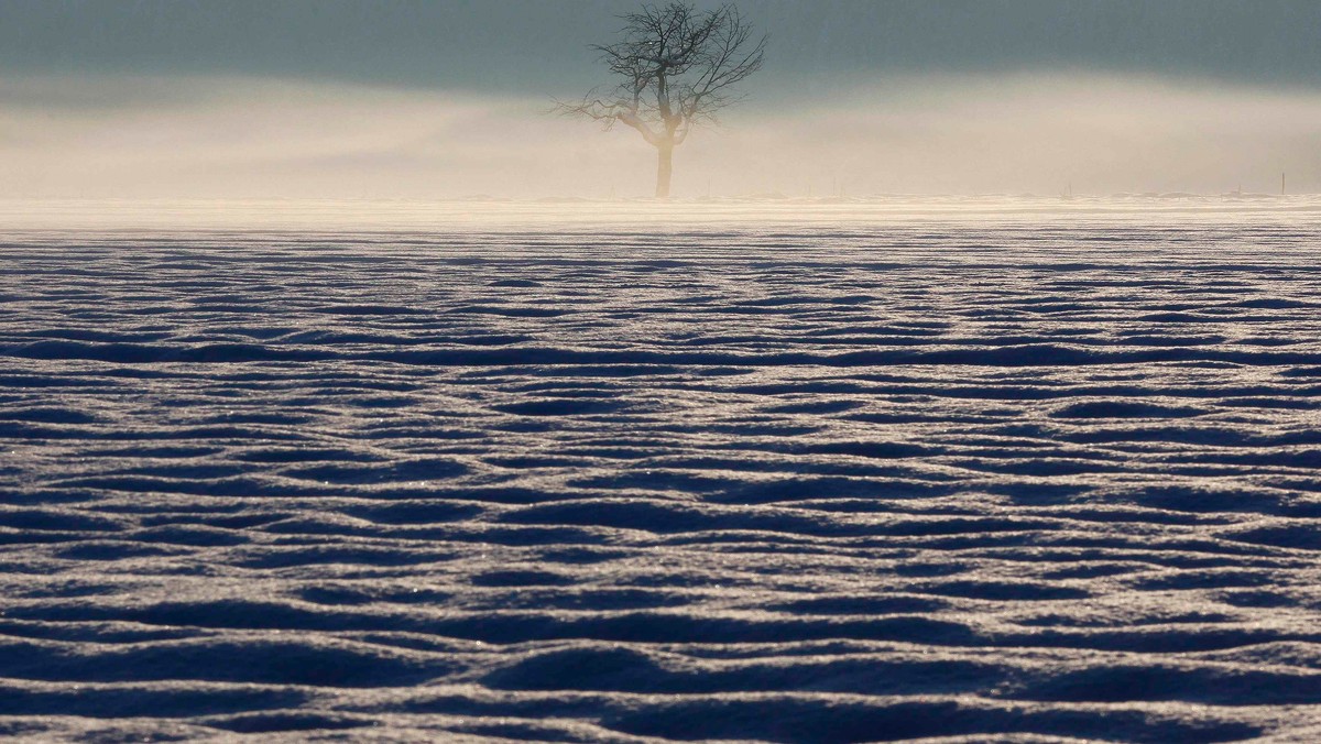 A lone tree is seen in the fog on a snow covered field in Rubigen